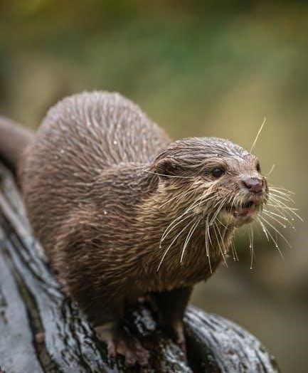 canadian organizational behaviour 11th edition pdf