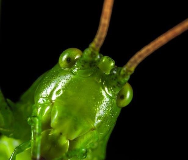 animal crossing new leaf bug guide